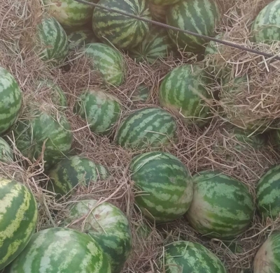 معرفی بارفروشی بامری در زاهدان