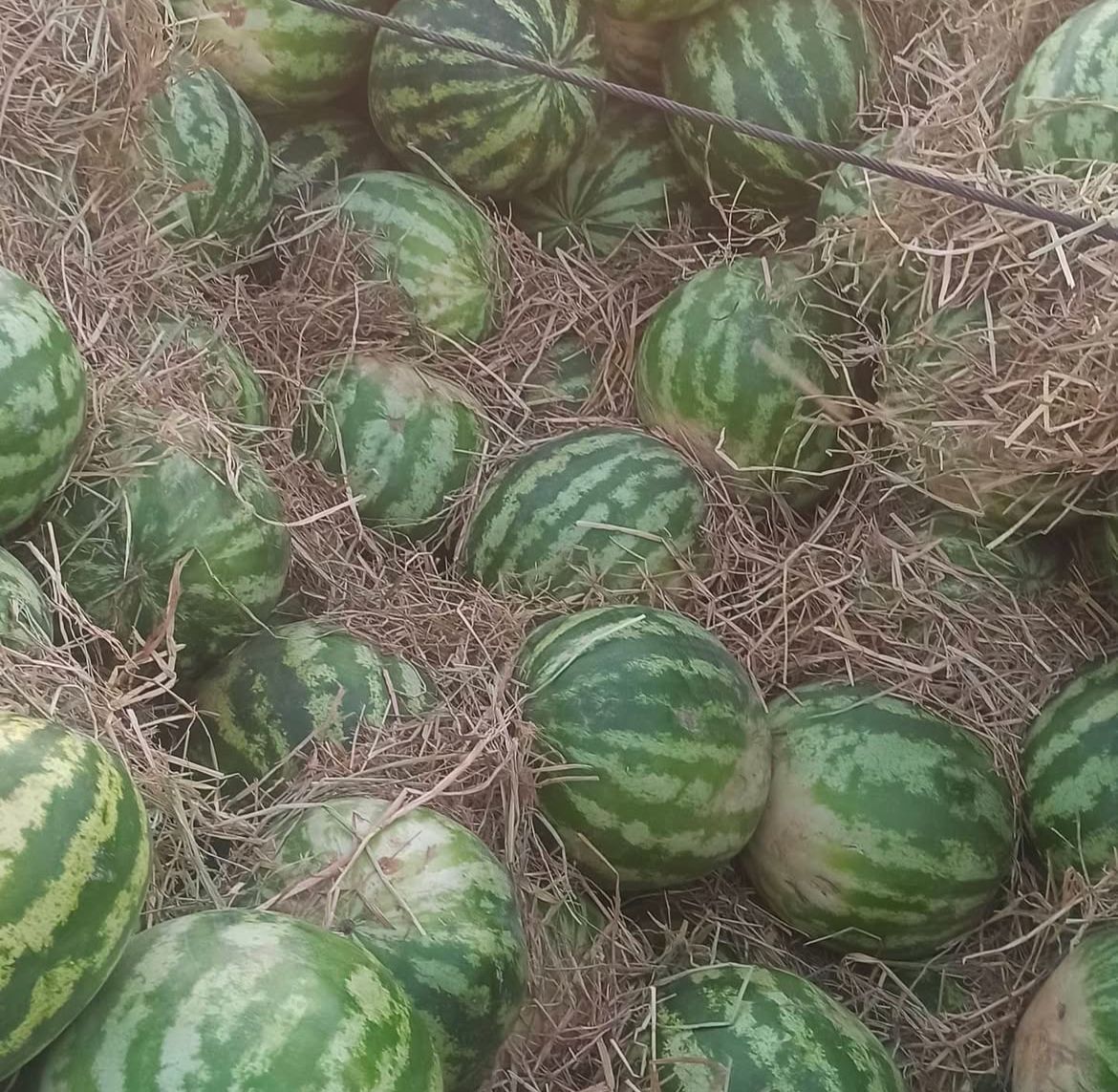 معرفی بارفروشی بامری در زاهدان