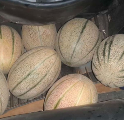 تنوع بالا در انواع میوه