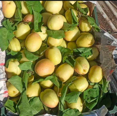 فروش عمده و خرد