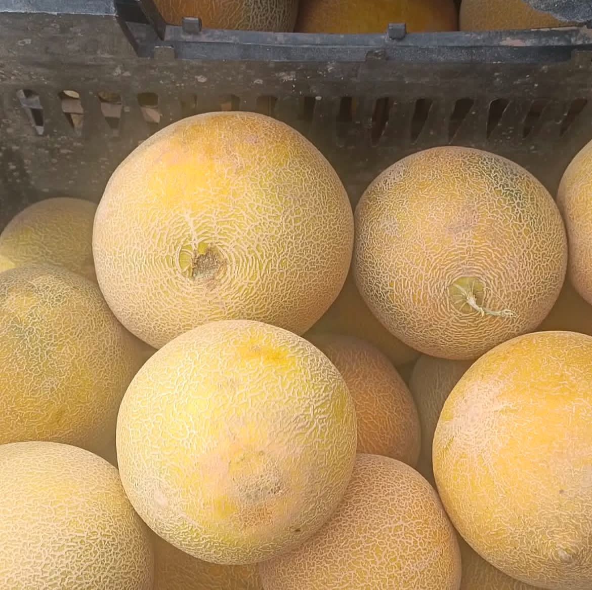 خدمات بارفروشی بامری در زاهدان