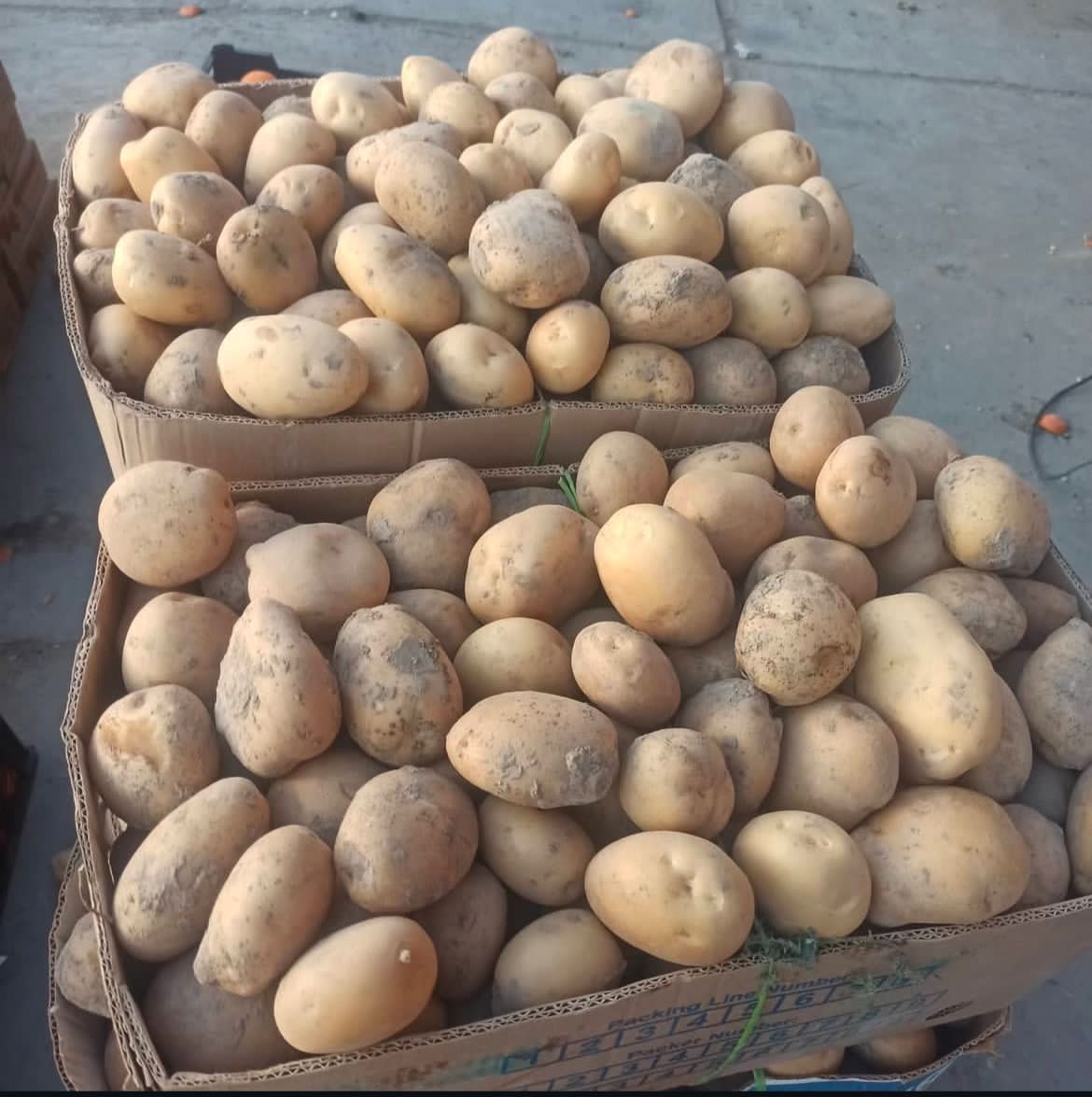 چرا بارفروشی بامری در زاهدان بهترین انتخاب است؟