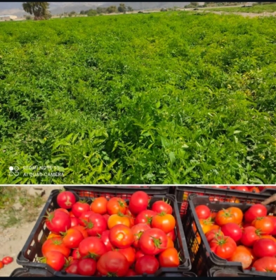 مشاوره تخصصی